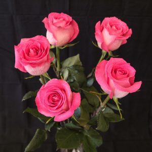 5 rosa rosor
