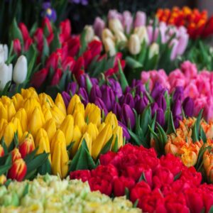 Tulpaner