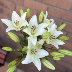 Bukett Vita liljor