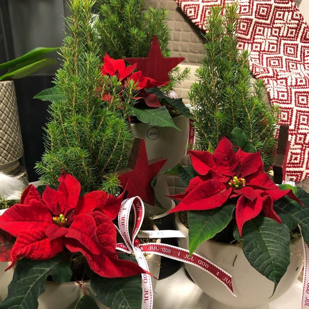 Julblommor