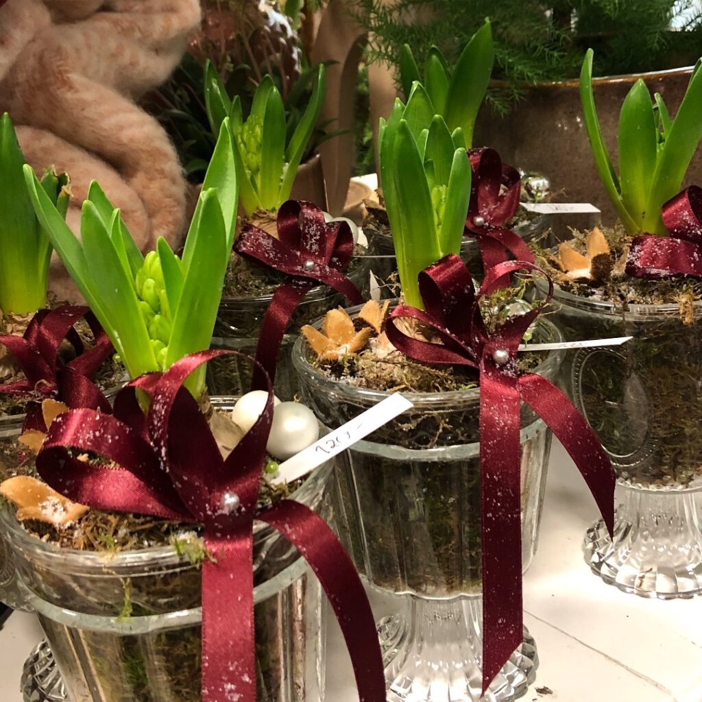 Julblommor