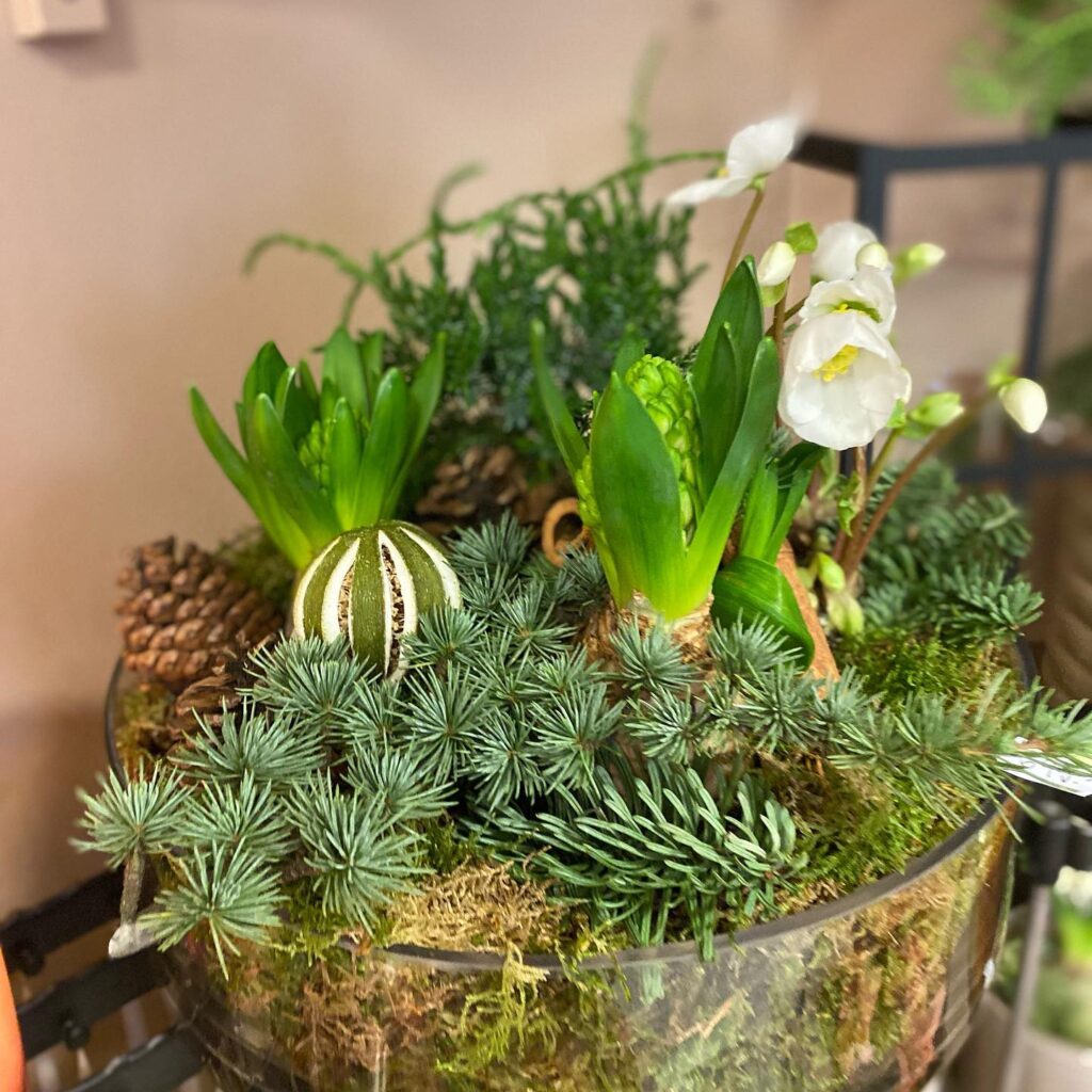 Julblommor