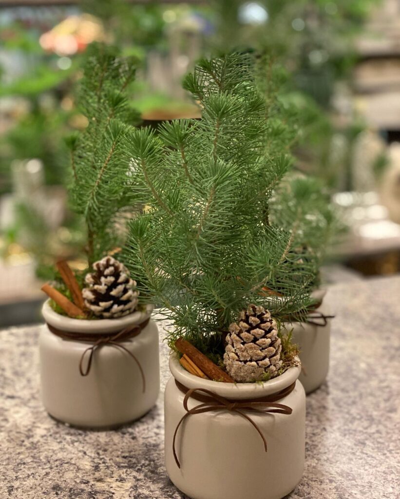 Julblommor