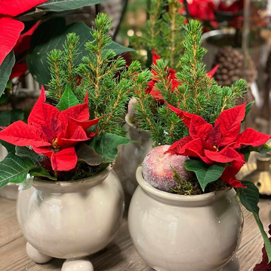 Julblommor
