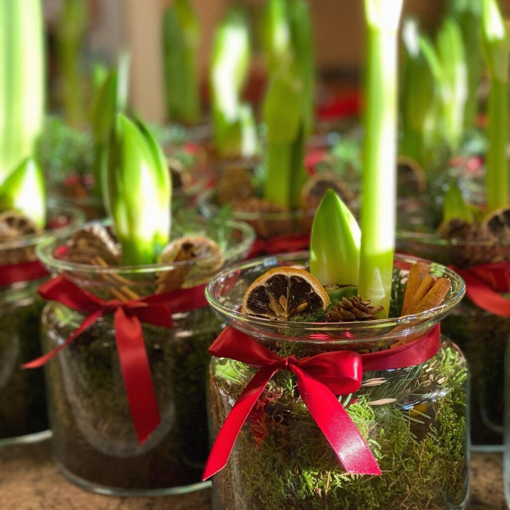 Julblommor