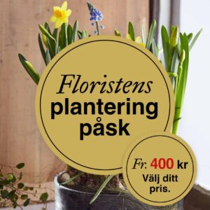 Floristens - påskplantering